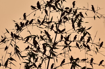 Indian silverbill bird in the group in the sunset time