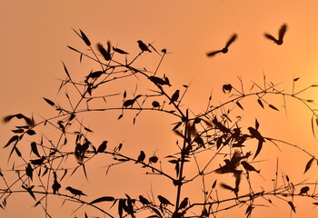 Indian silverbill bird in the group in the sunset time