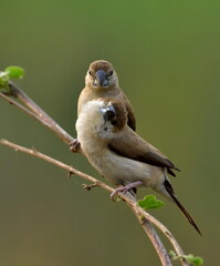 Indian silverbill bird in a group image
