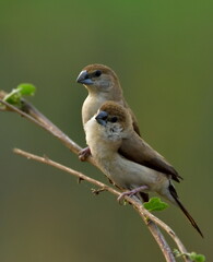 Indian silverbill bird in a group image