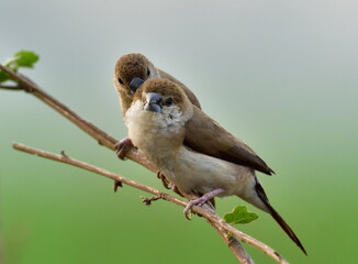 Indian silverbill bird in a group image
