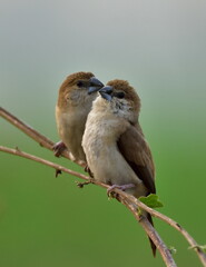 Indian silverbill bird in a group image