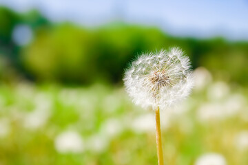 Obraz premium beautiful dandelion in nature in the park background