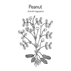 Peanut, or groundnut Arachis hypogaea  - obrazy, fototapety, plakaty