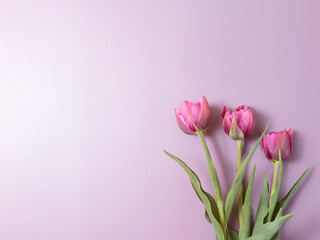  Pink tulips on purple background. Greeting card.