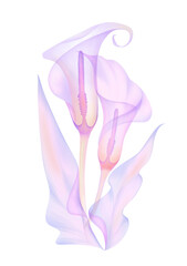 set transparent flower calla of soft pink color, hand-drawn, isolated on a white background, x-ray flower, calla leaves Delicate spring petals pistils stamens Botanical drawing of the flower structure