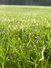 green grass background