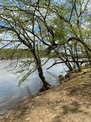 Fototapeta na wymiar tree in the water