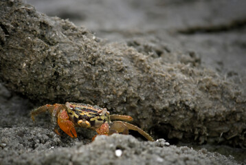 crab on the beach