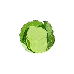 Cabbage illustration isolated on white | organic ingredient drawing