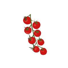 Cherry tomato  illustration isolated on white | organic ingredient drawing