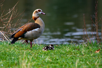 Fototapeta premium Gans