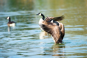 Fototapeta premium Wildgänse