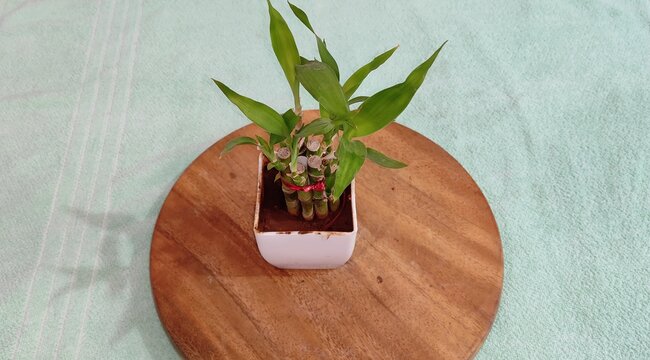 LOCKY BAMBOO PLANT HOUSE INTERIOR DECORATION IMAGE