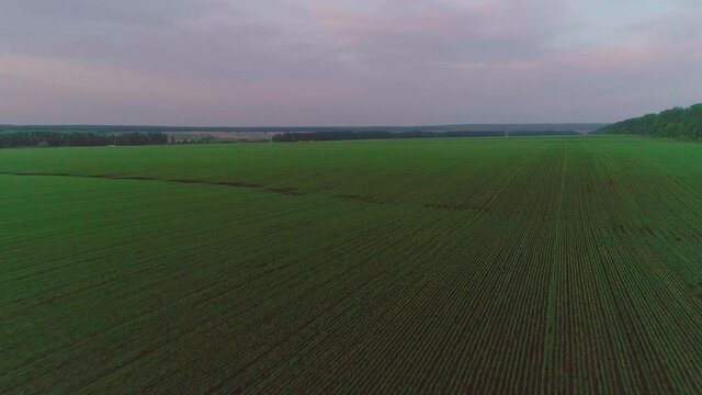 Aerial video of an agricultural field with wheat