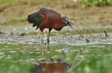 glossy ibis bird in breeding plumage 