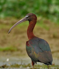 glossy ibis bird in breeding plumage 