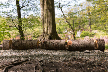 a bicycle rack made of a fallen tree trunk
