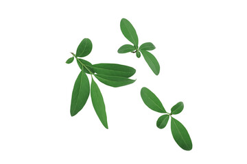 Collection of green leaves isolated on white background.