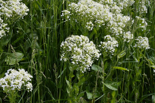 Field pepperwort flowers, Lepidium campestre.Lepidium campestre - Wild plant shot in the spring.