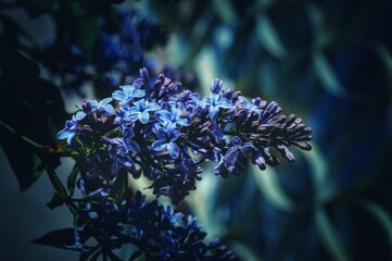 Beautiful lilac flowers spring background. Artistic style image.