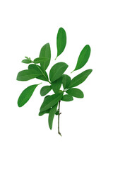 Green branch with leaves isolated on white background.