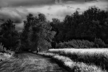 black and white photo of a landscape