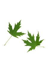 Two green maple leaves isolated on white background.