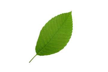 One green leaf isolated on white background.