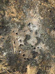 burnt grass on the field in the spring. Protaras. Ayia Napa. Cyprus.