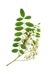 Blooming acacia branch with leaves and flowers isolated on white background. White acacia blossoms. Robinia pseudoacacia .