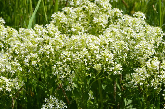 Field pepperwort flowers, Lepidium campestre.Lepidium campestre - Wild plant shot in the spring.