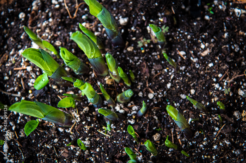 Wall mural springtime hostas budding