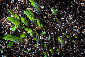 Springtime Hostas Budding