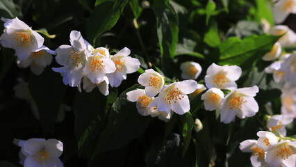 Jasmine blooms, a delicate, pure, white spring flower ...
