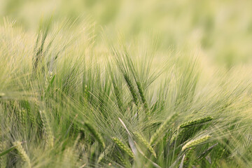 The wheat field begins to ripen and turn yellow ...