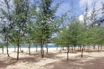 Fototapeta na wymiar Young pine trees creating shade on a sandy beach by the ocean on a sunny day, southeast Asia, no people