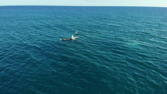 Aerial Panning Shot Of Whales Swimming In Ocean Against Sky - Oahu, Hawaii