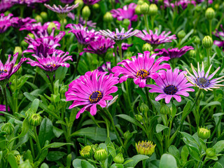 Obraz premium Beautiful summer flowers in the garden.