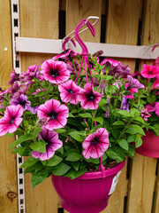 Beautiful summer flowers in the garden.