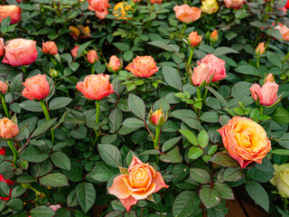 Beautiful summer flowers in the garden.