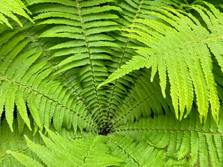 Fern leaf background. Green fern leaves after summer rain in the forest.  Ostrich fern Matteuccia struthiopteris. Shuttlecock fern. Fiddlehead fern.