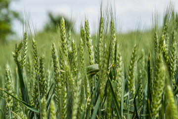 Flowering ear of wheat. Flowering Phase of Wheat Plants Cultivated in the Farm Field.