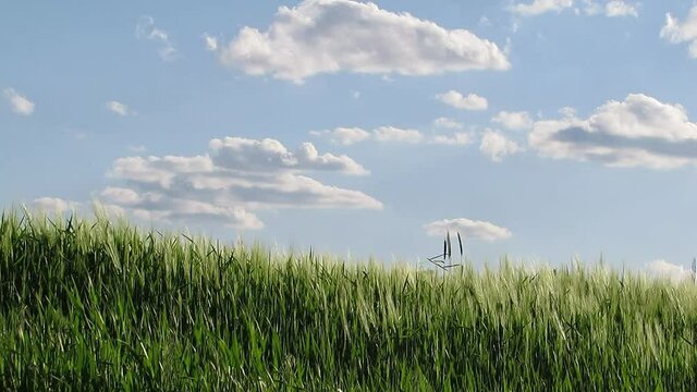 Barley against the sky
