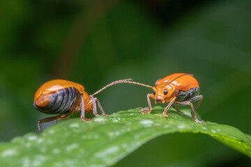 a orange beetle standing on green leaf