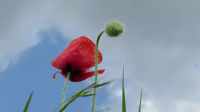 Red poppy on a background of sky and clouds close-up