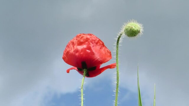Red poppy on a background of sky and clouds close-up illuminated by the sun