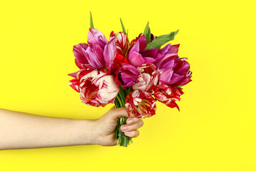 Hand with a bouquet of tulips on a yellow background