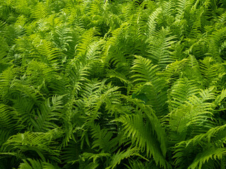 green fern leaves in the park