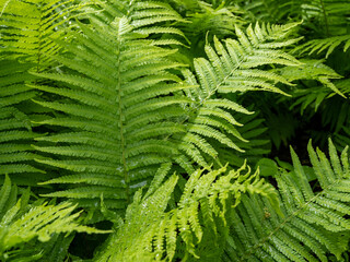 green fern leaves in the park